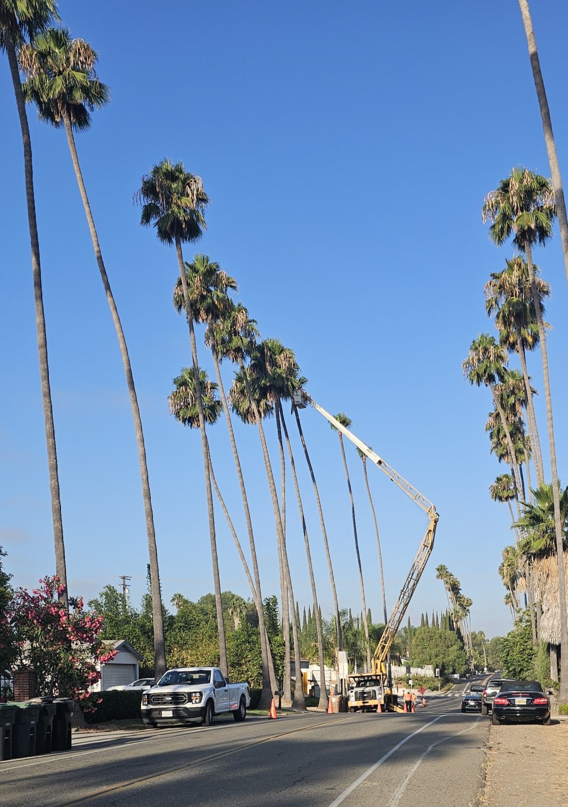 Source Reference for Trimming Las Palmas